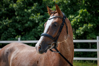 Gali - Stallion