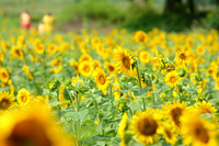 Flora